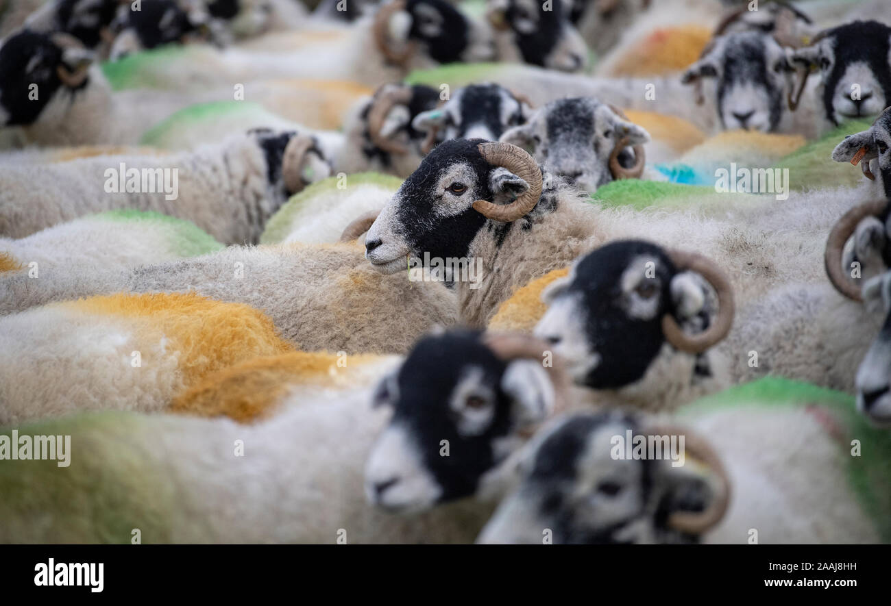 Swaledale ewes in field at 'tupping' time in autumn, when they run with the ram, the colours on their bums show when they have been served. North York Stock Photo