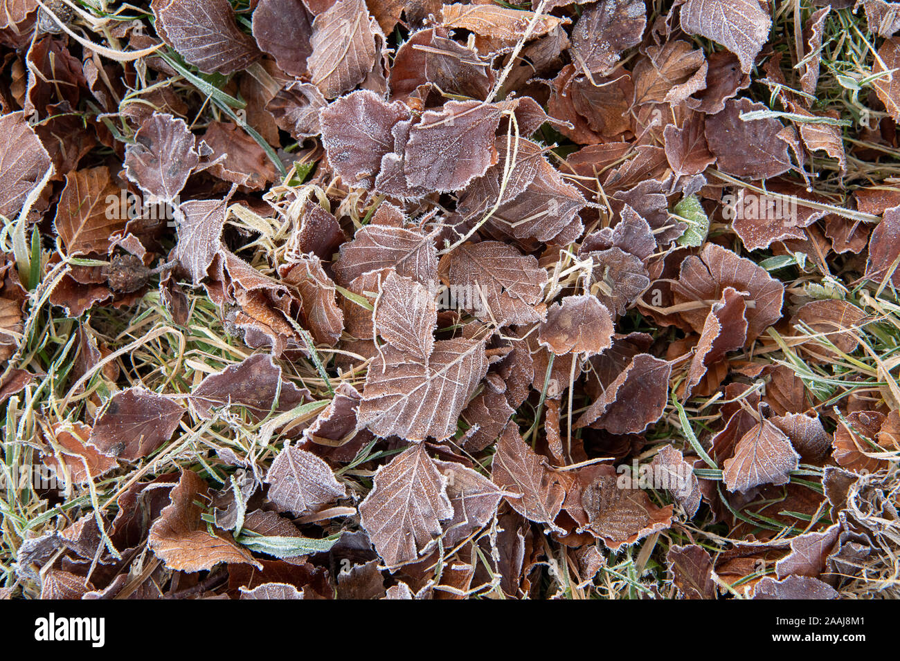 Beech leaves on floor covered in hoar frost on a late autumn morning. North Yorkshire, UK. Stock Photo