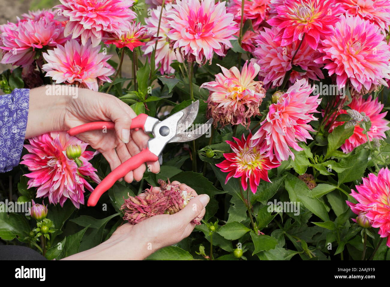 Woman deadheading dahlias with secateurs in a late summer garden border - September. UK Stock Photo