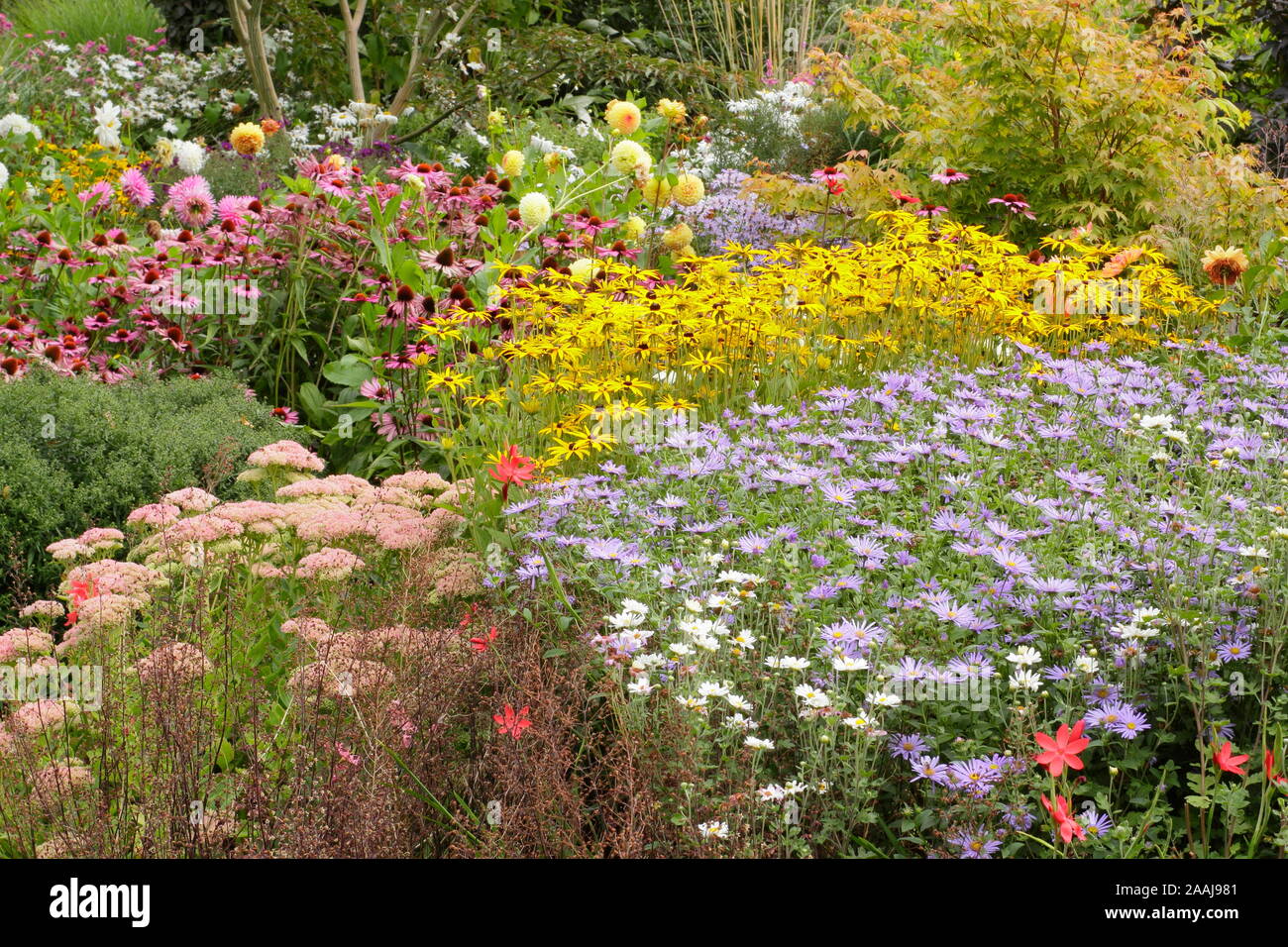 Drifts of Aster frikartii 'Monch', Rudbeckia fulgida 'Goldsturm' and Echinacea purpurea 'Magnus' in a late summer garden border - September. UK Stock Photo