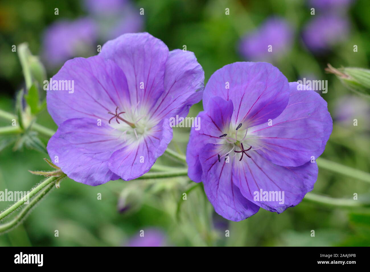 Geranium 'Orion' cranesbill, a spreading perennial with lilac blue blooms in an early autumn garden border. UK. AGM Stock Photo