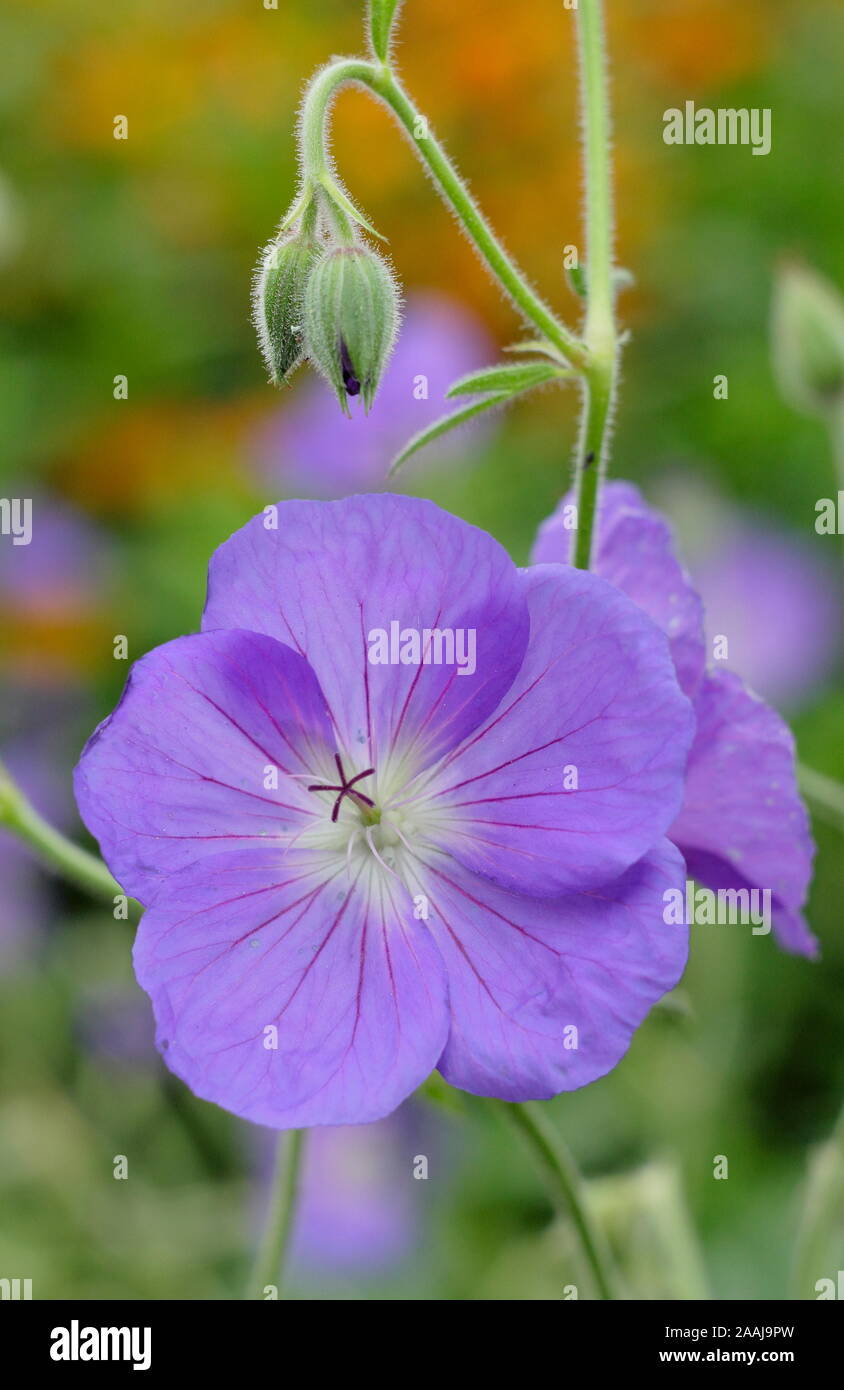 Geranium 'Orion' cranesbill, a spreading perennial with lilac blue blooms in an early autumn garden border. UK. AGM Stock Photo