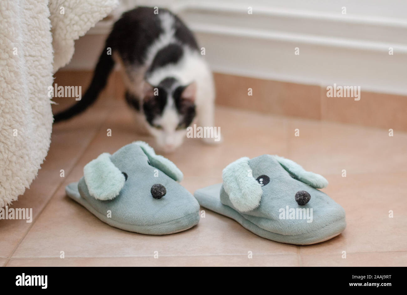 Cat attacking doggy slippers Stock Photo