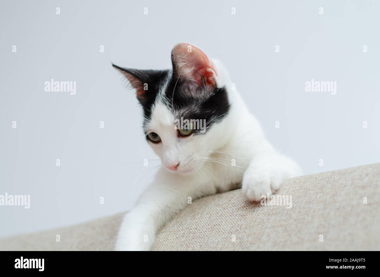 Cat watching closely Stock Photo