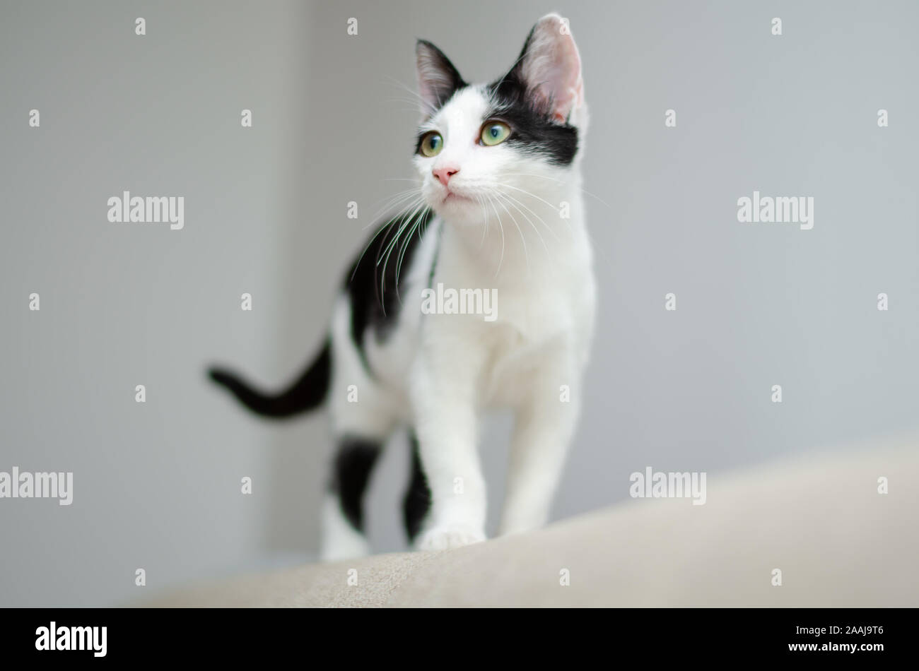 Curious cat watching at something else Stock Photo