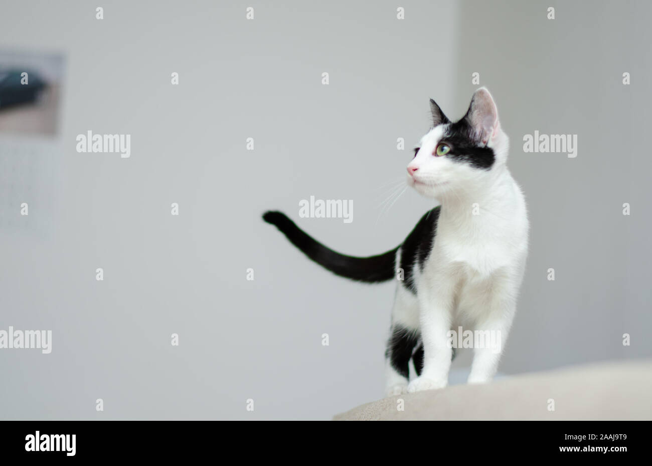 Curious cat watching at something Stock Photo