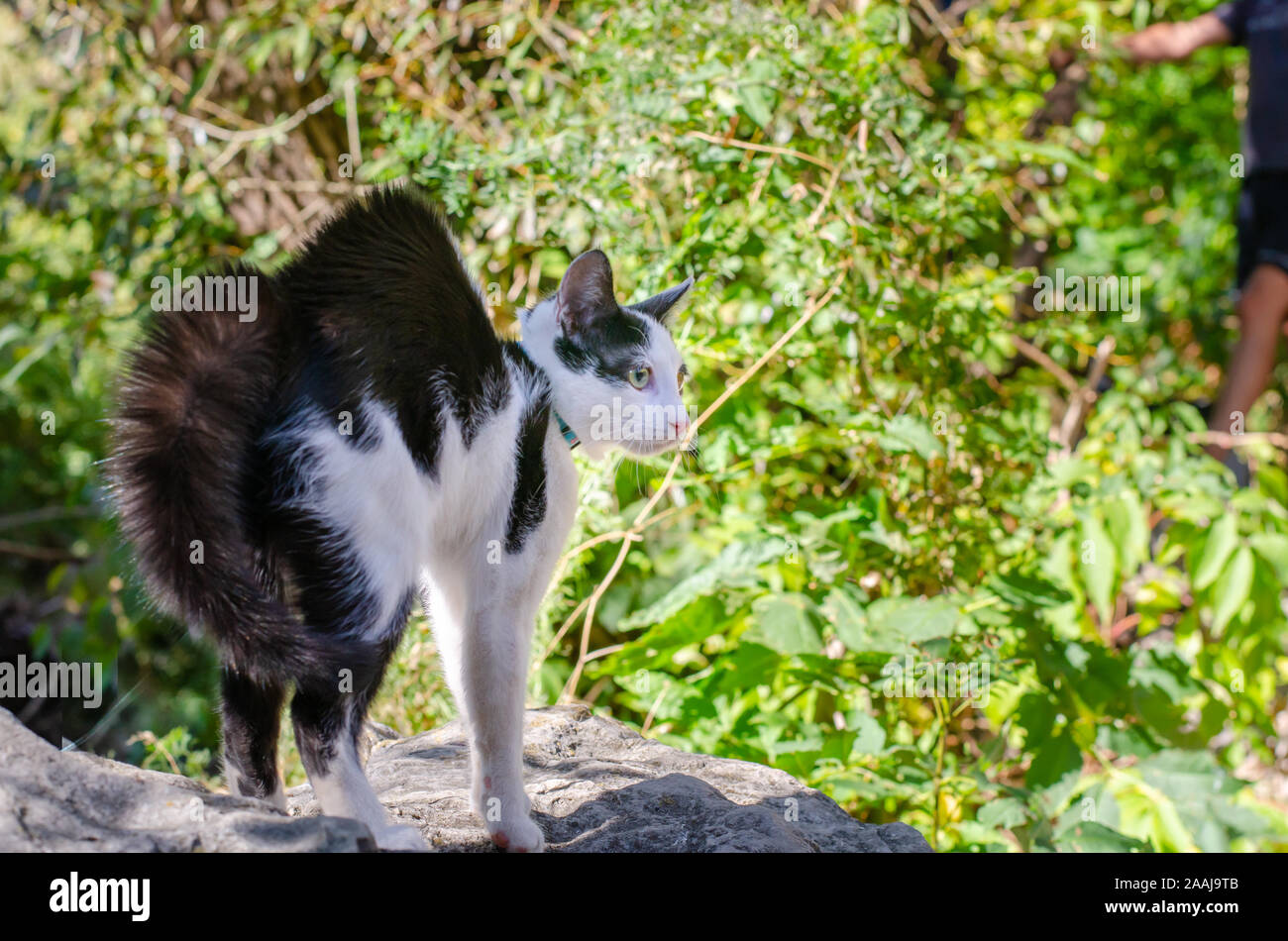 Dragoon cat scared by a dog Stock Photo