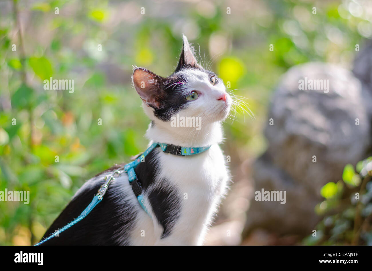 Indoor cat embraces the rays of the sun Stock Photo