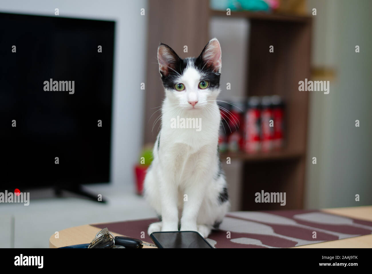 Kitten on the table Stock Photo