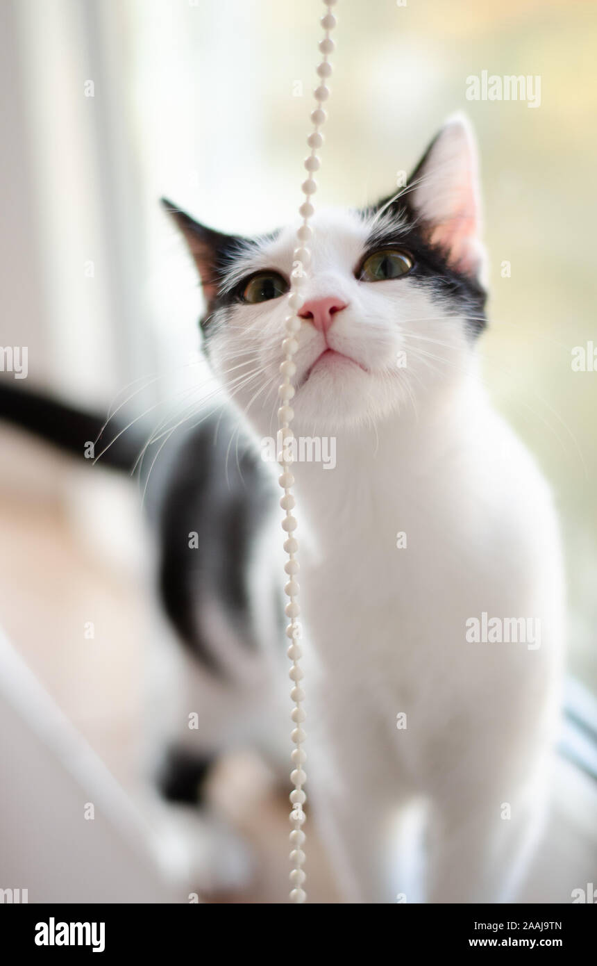 Kitten playing with blinds Stock Photo