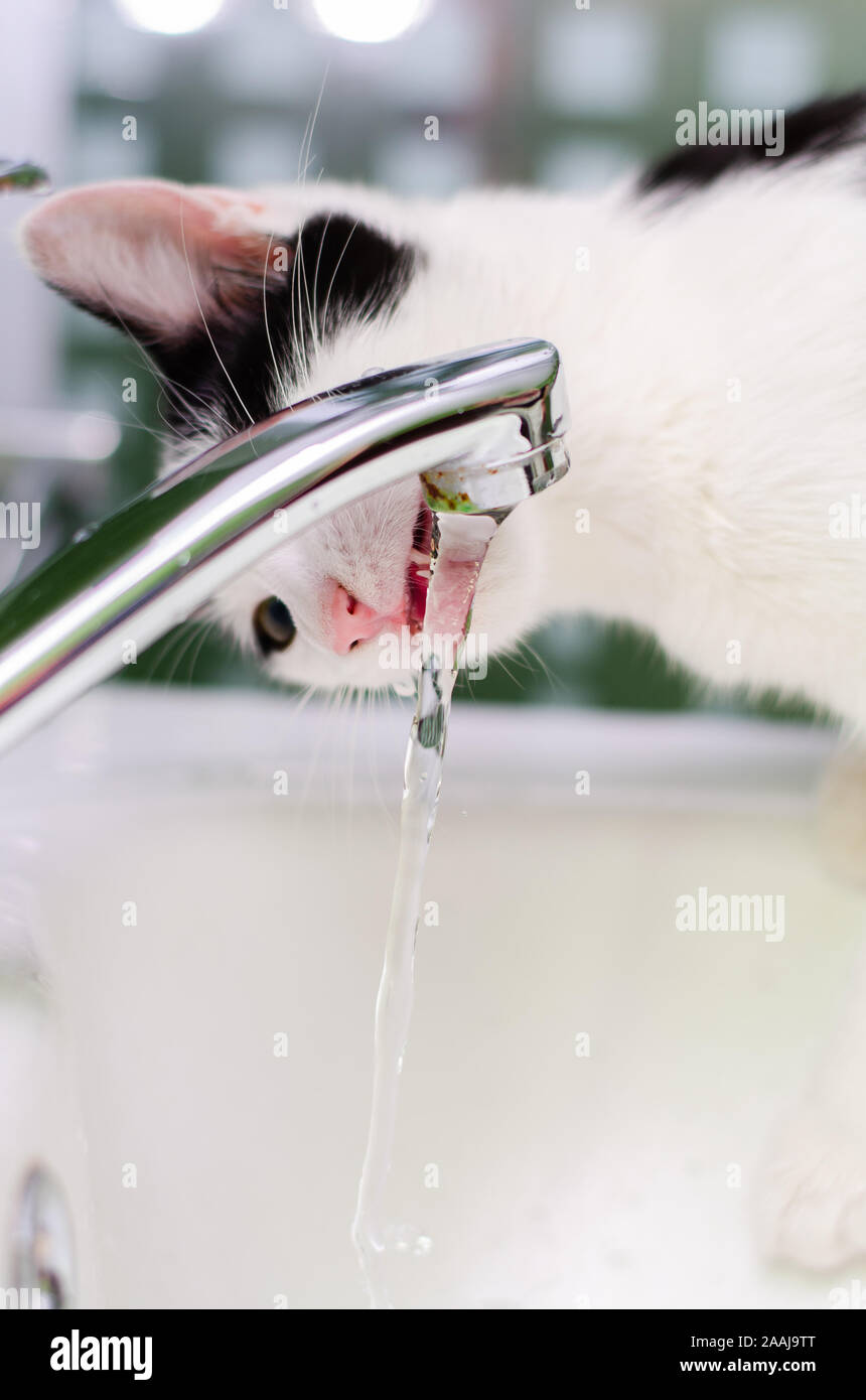 Thirsty cat drinking water Stock Photo