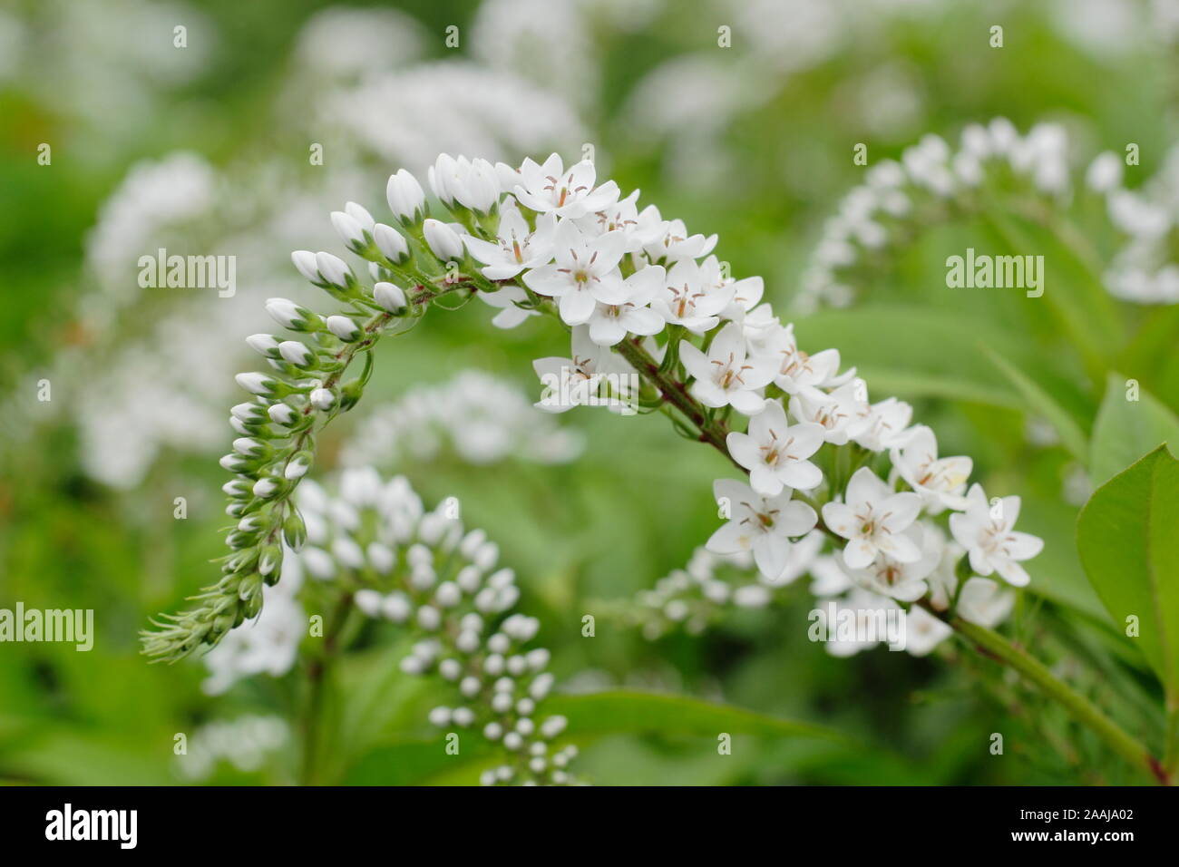 Lysimachia clethroides. Gooseneck loosestrife, a vigorous herbaceous perennial in flower. Stock Photo