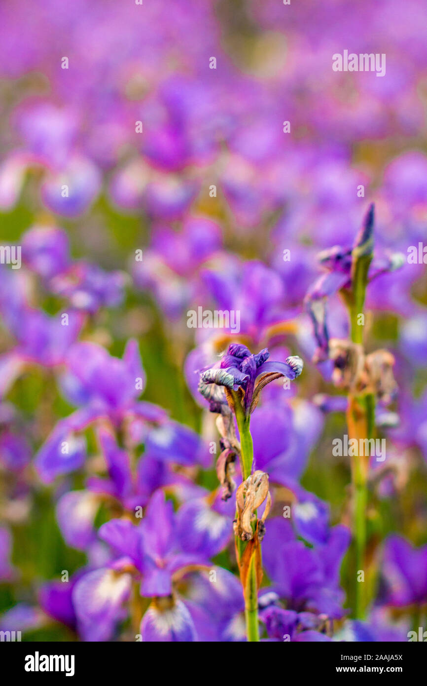 Iris Flower Blooming Field Of Flowers Irises Stock Photo Alamy
