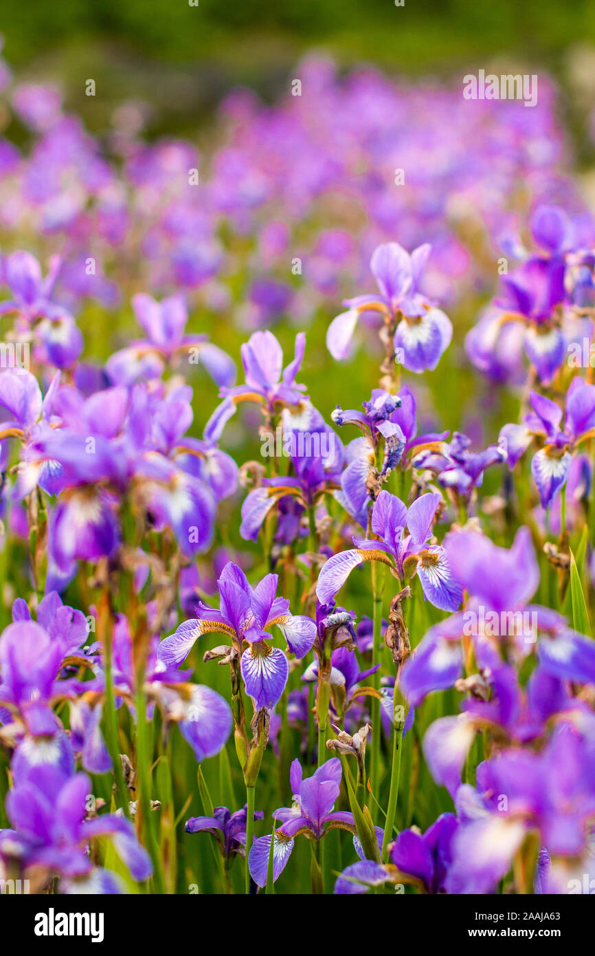 Iris Flower Blooming Field Of Flowers Irises Stock Photo Alamy