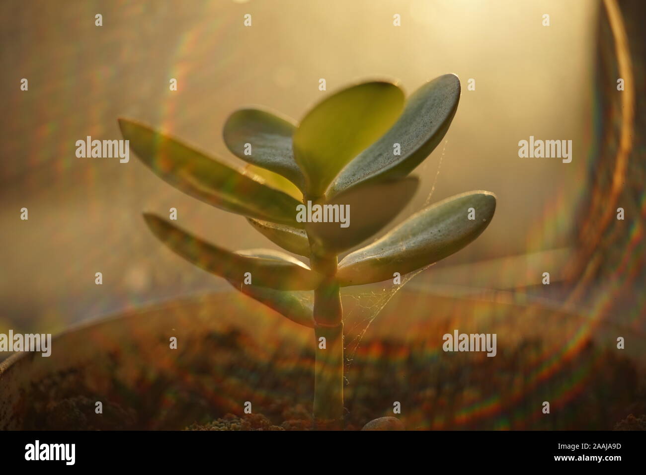 Young sprout money tree. Crassula flower closeup. Stock Photo