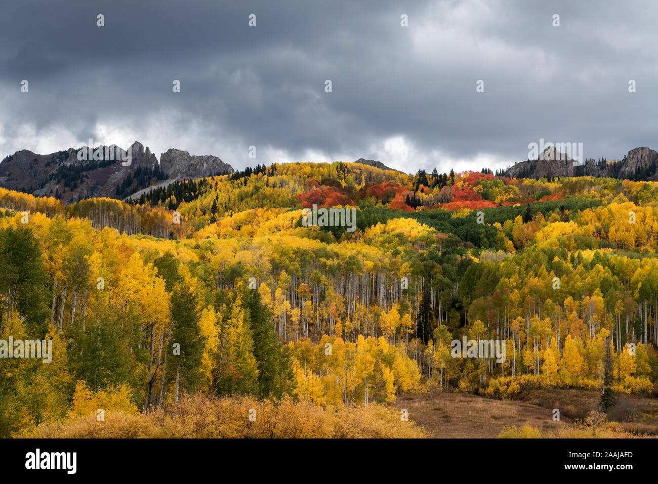 Autumn aspen color near Crested Butte, Colorado Stock Photo Alamy