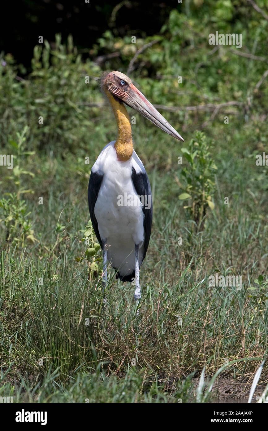 Lesser Adjutant (Leptoptilos javanicus Stock Photo Alamy