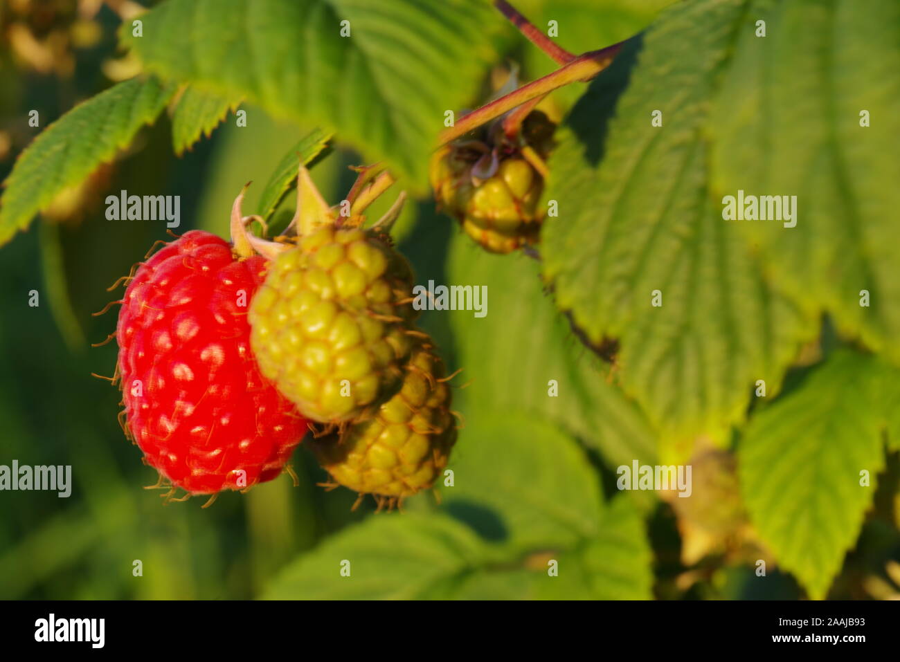 Soft fruit / Raspberry Bringebaer farming bonder Utvik, Norge / Norway ...