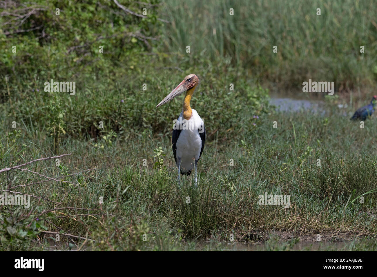Lesser Adjutant (Leptoptilos javanicus Stock Photo Alamy