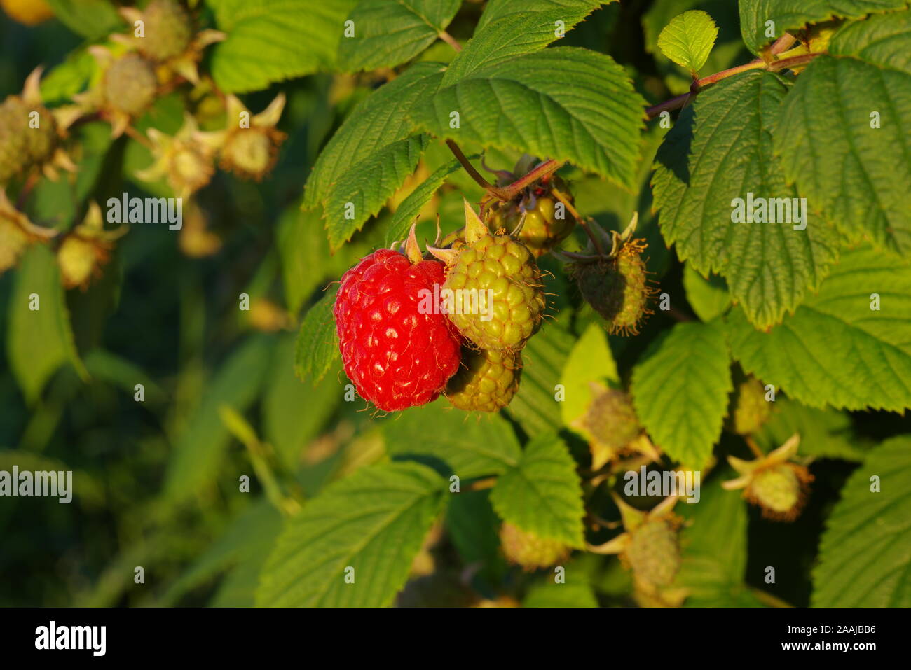 Soft fruit / Raspberry Bringebaer farming bonder Utvik, Norge / Norway ...