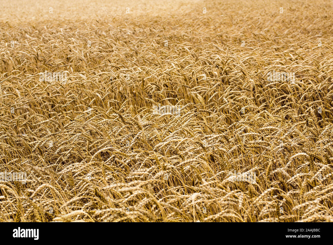 Wheat spikelets in the field. Wheat spikelets pattern. Background of wheat spikelets. Stock Photo