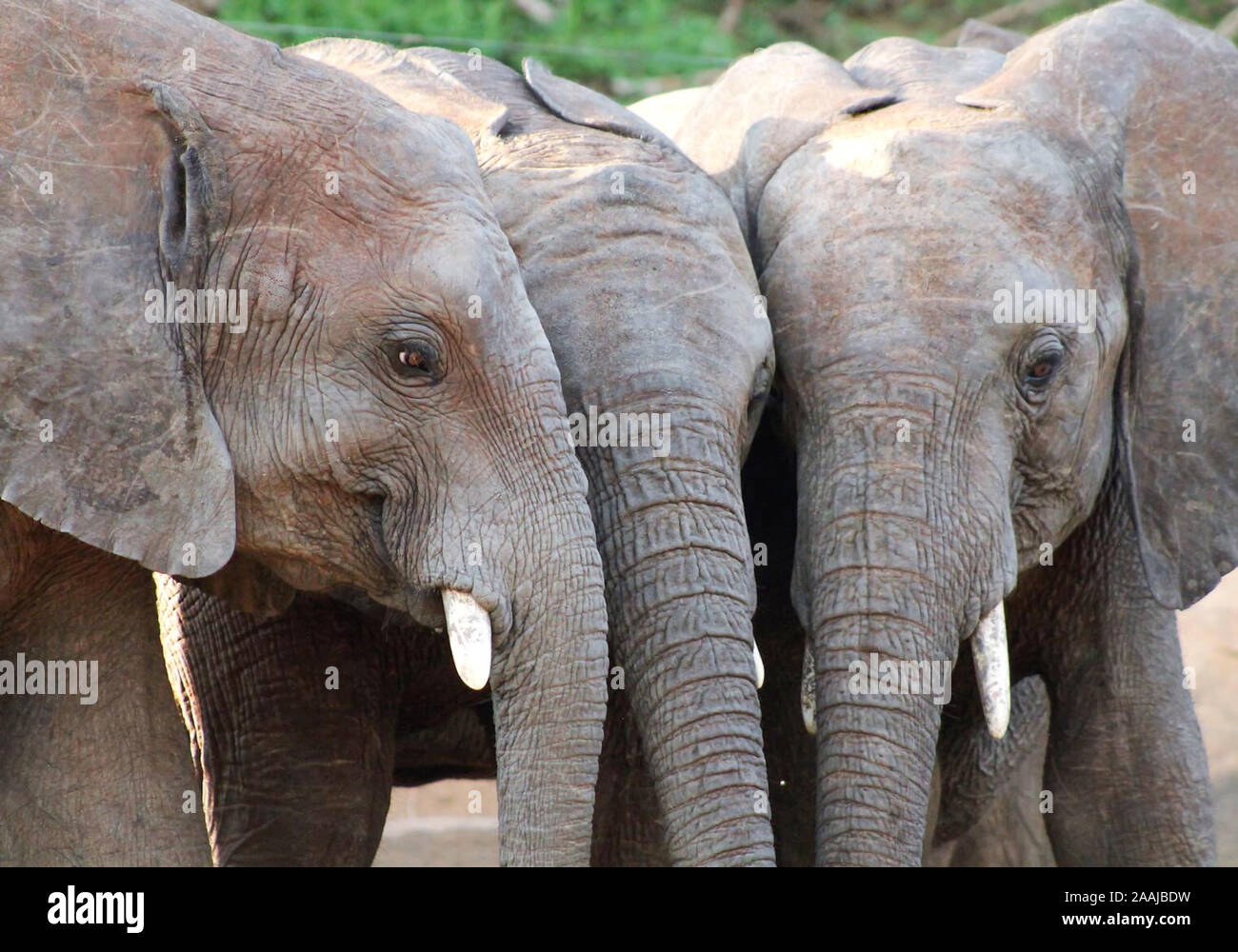 Close-up of three baby elephant orphans standing close together. (Loxodonta africana) Stock Photo