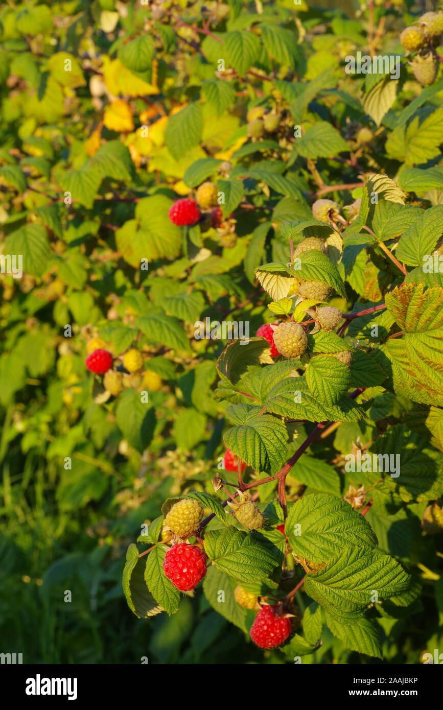 Soft fruit / Raspberry Bringebaer farming bonder Utvik, Norge / Norway ...