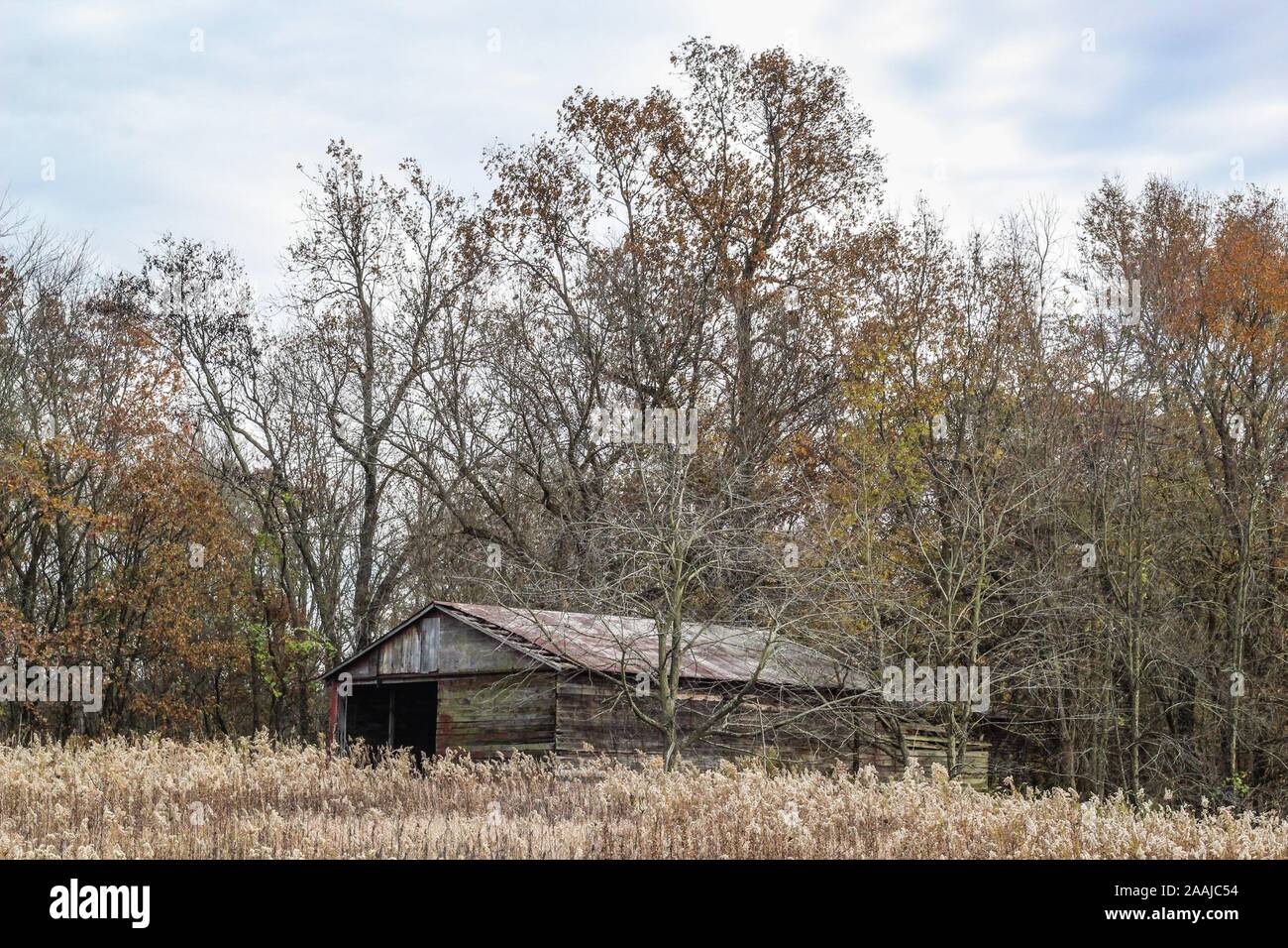 Abandoned tool shed with tall trees showing their fall foliage Stock Photo