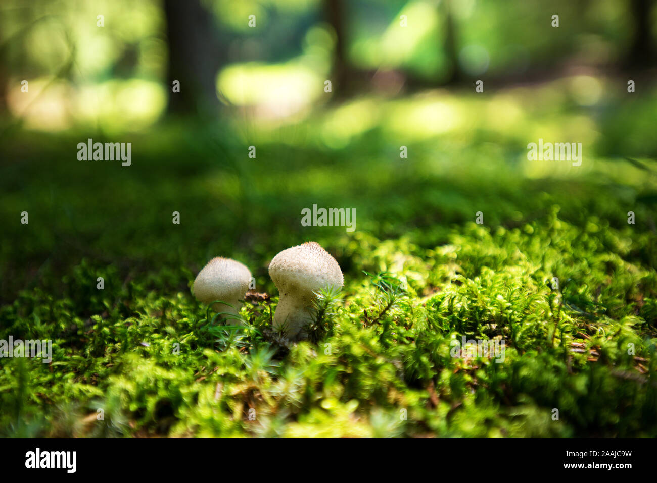 two white mushrooms in the forest Stock Photo