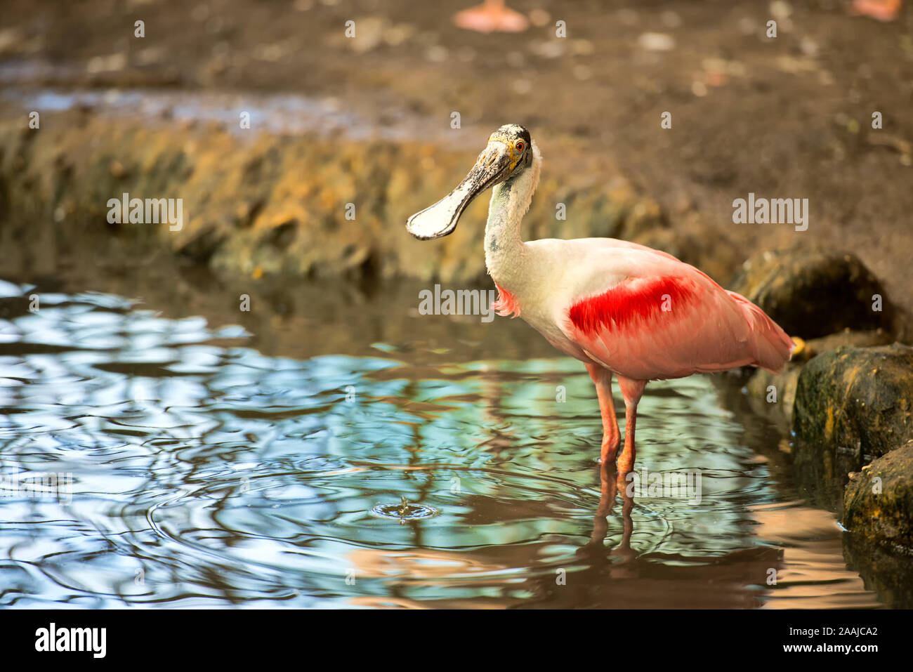 spoonbill in the water in summer time Stock Photo - Alamy