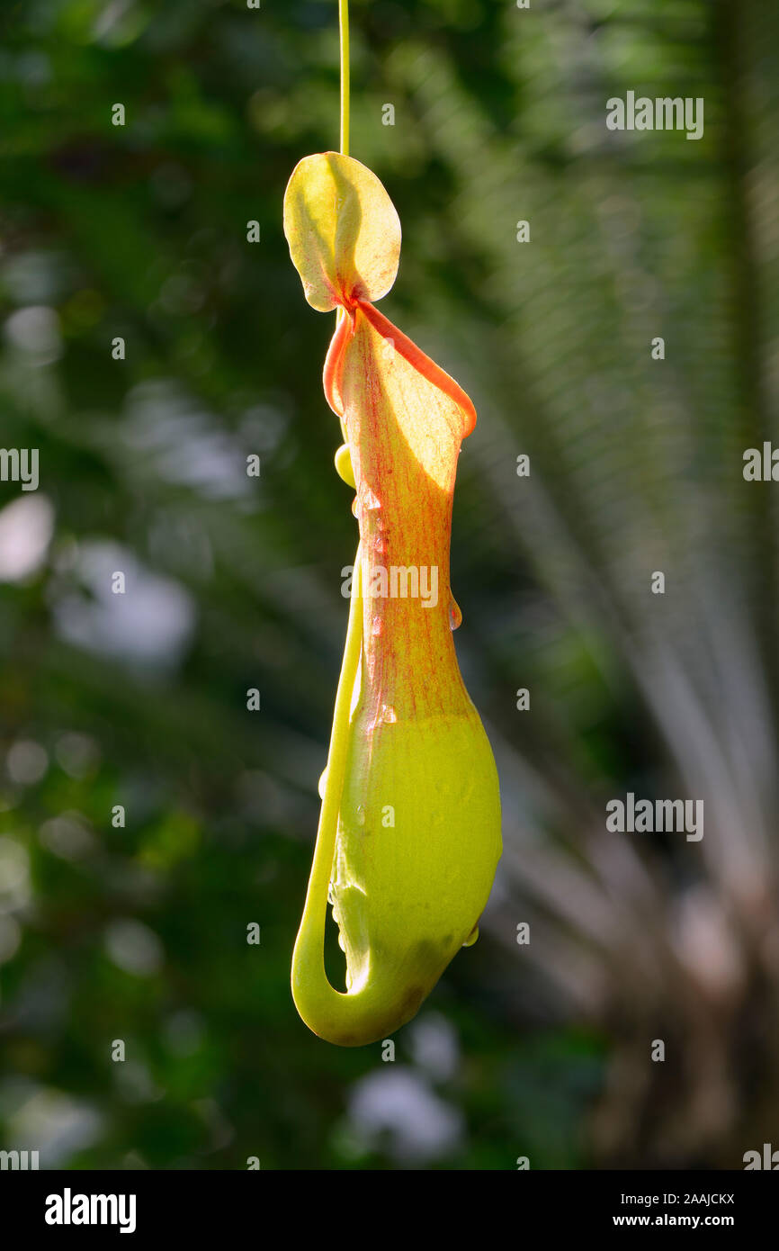 Geflügelte Kannenpflanze ( Nepenthes allata) Vorkommen Philippinen Stock Photo