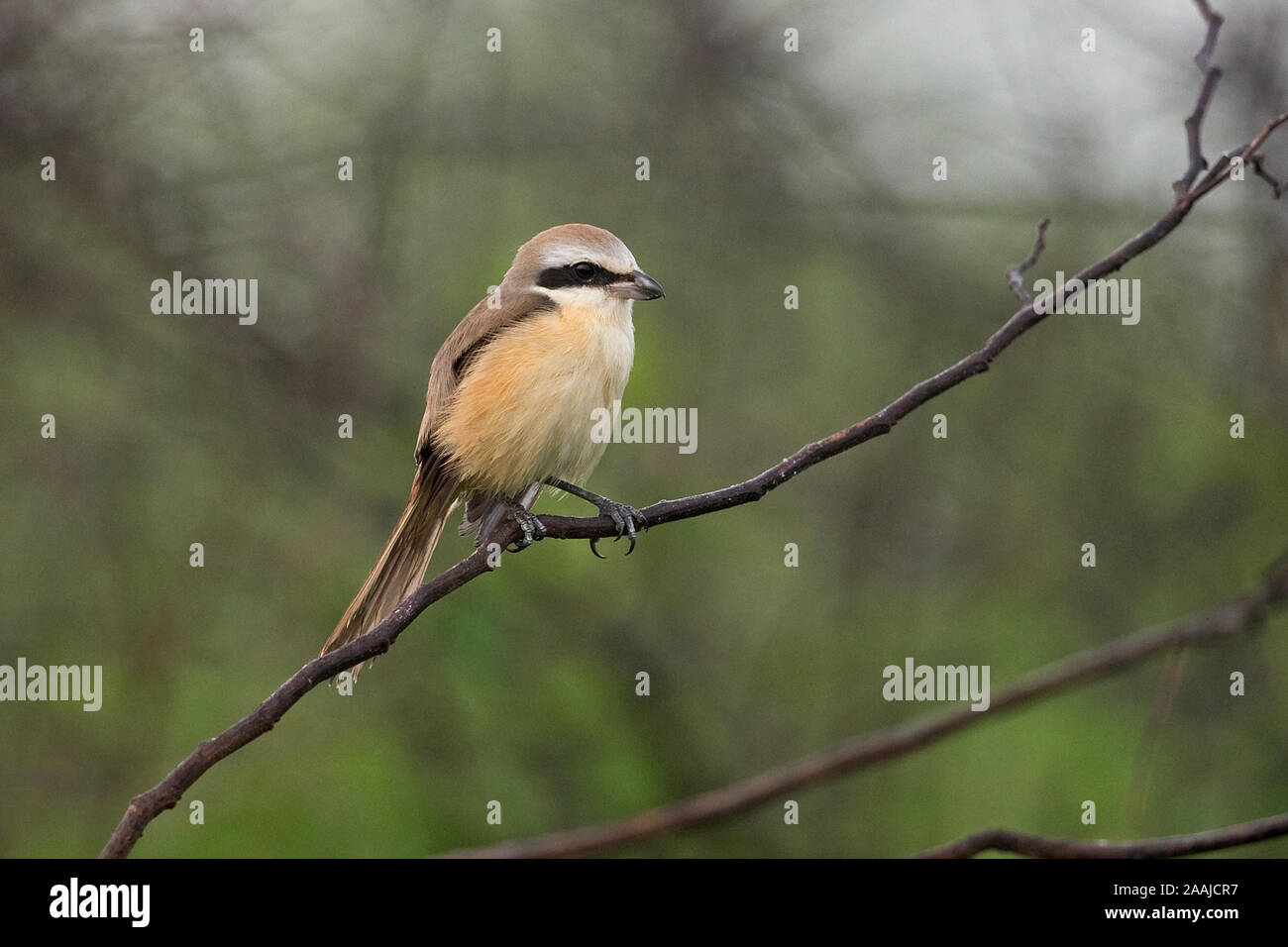 Brown Shrike (Lanius cristatus Stock Photo Alamy