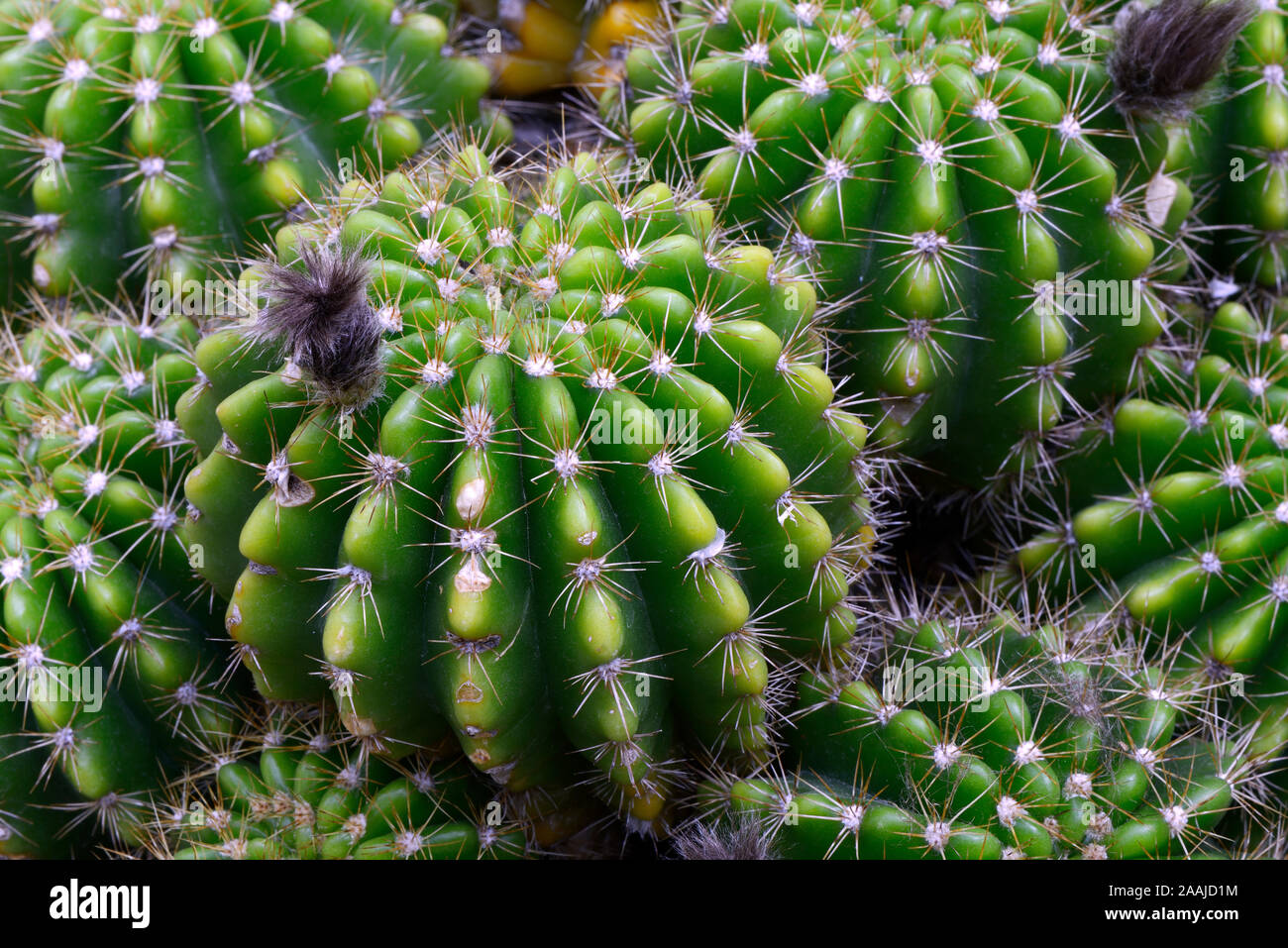 Hellgrüne Echinopsis (Echinopsis calochlora) Vorkommen Brasilien Stock Photo