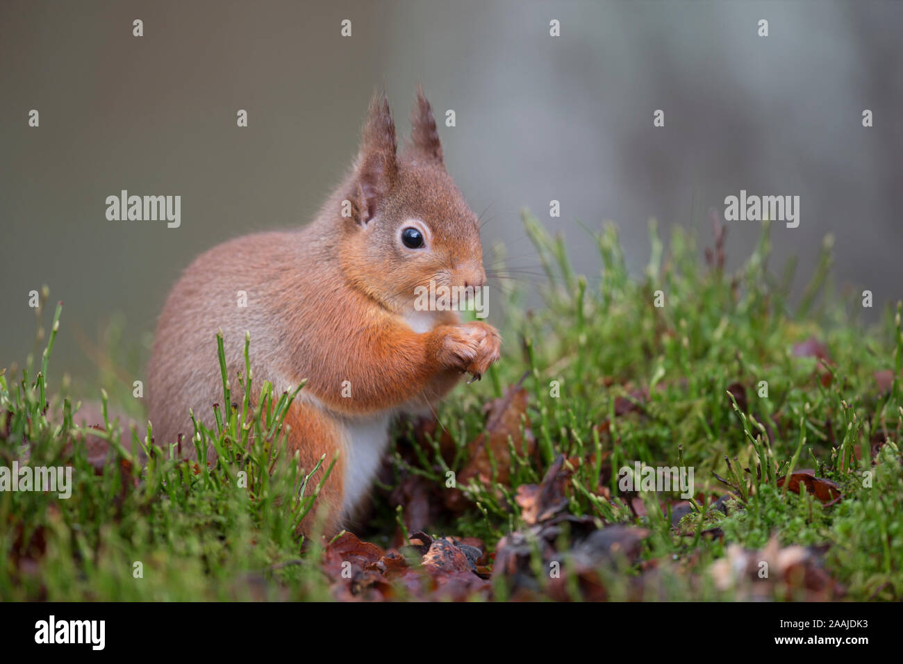 Red squirrel (sciurus vulgaris) eating on the forest floor, Cairngorms National Park, Scotland, UK British wildlife Stock Photo