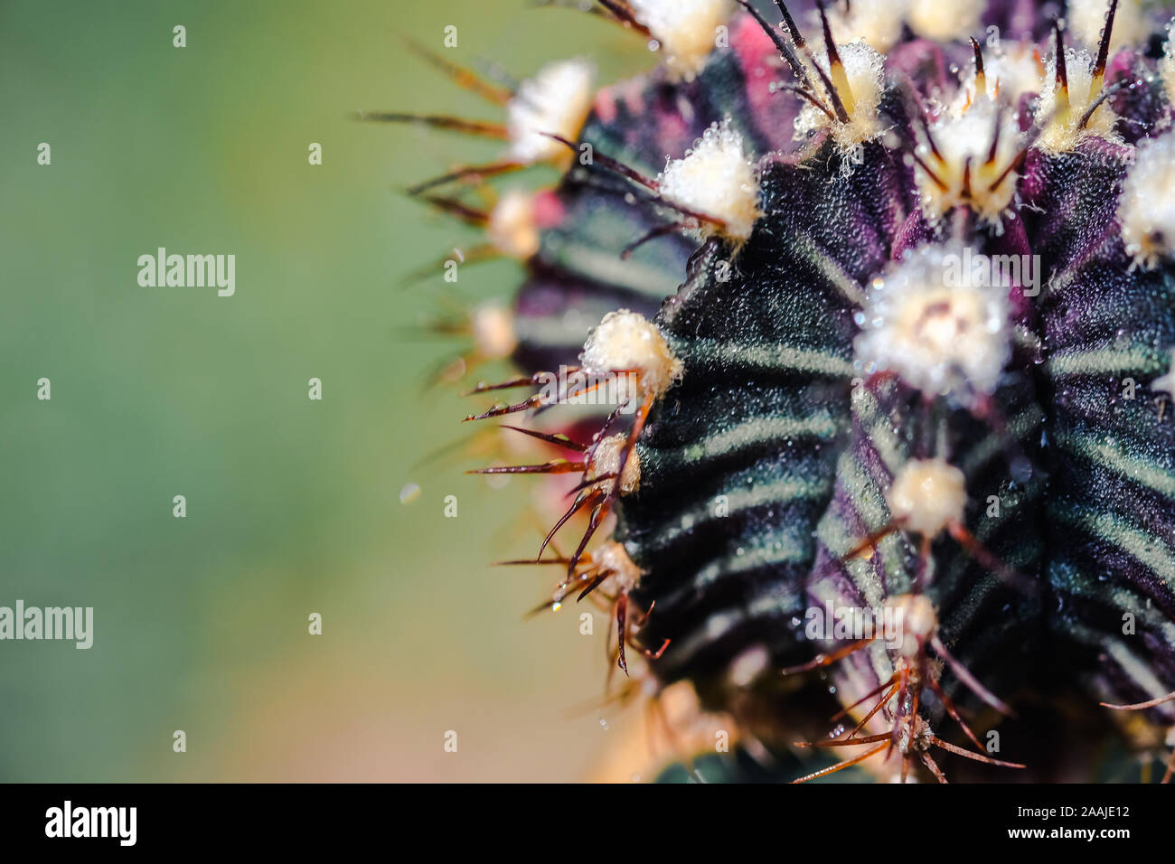 Text space with Macro close up the body of cactus, have some water drop on thorns of it Stock Photo