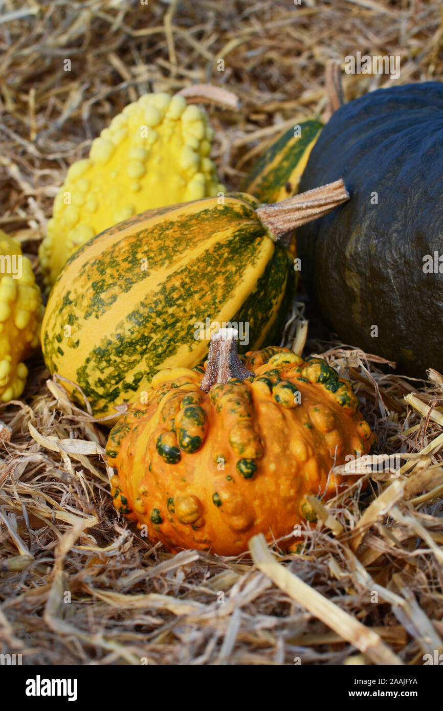 Orange warted gourds hi-res stock photography and images - Alamy