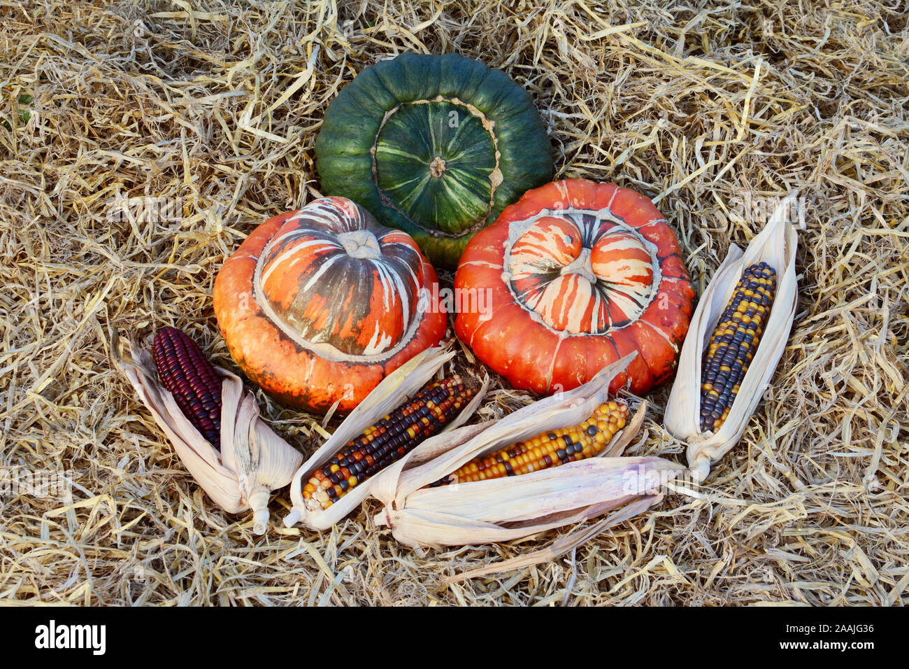 Autumnal display of Turks Turban gourds and ornamental sweetcorn harvest on a bed of fresh straw Stock Photo