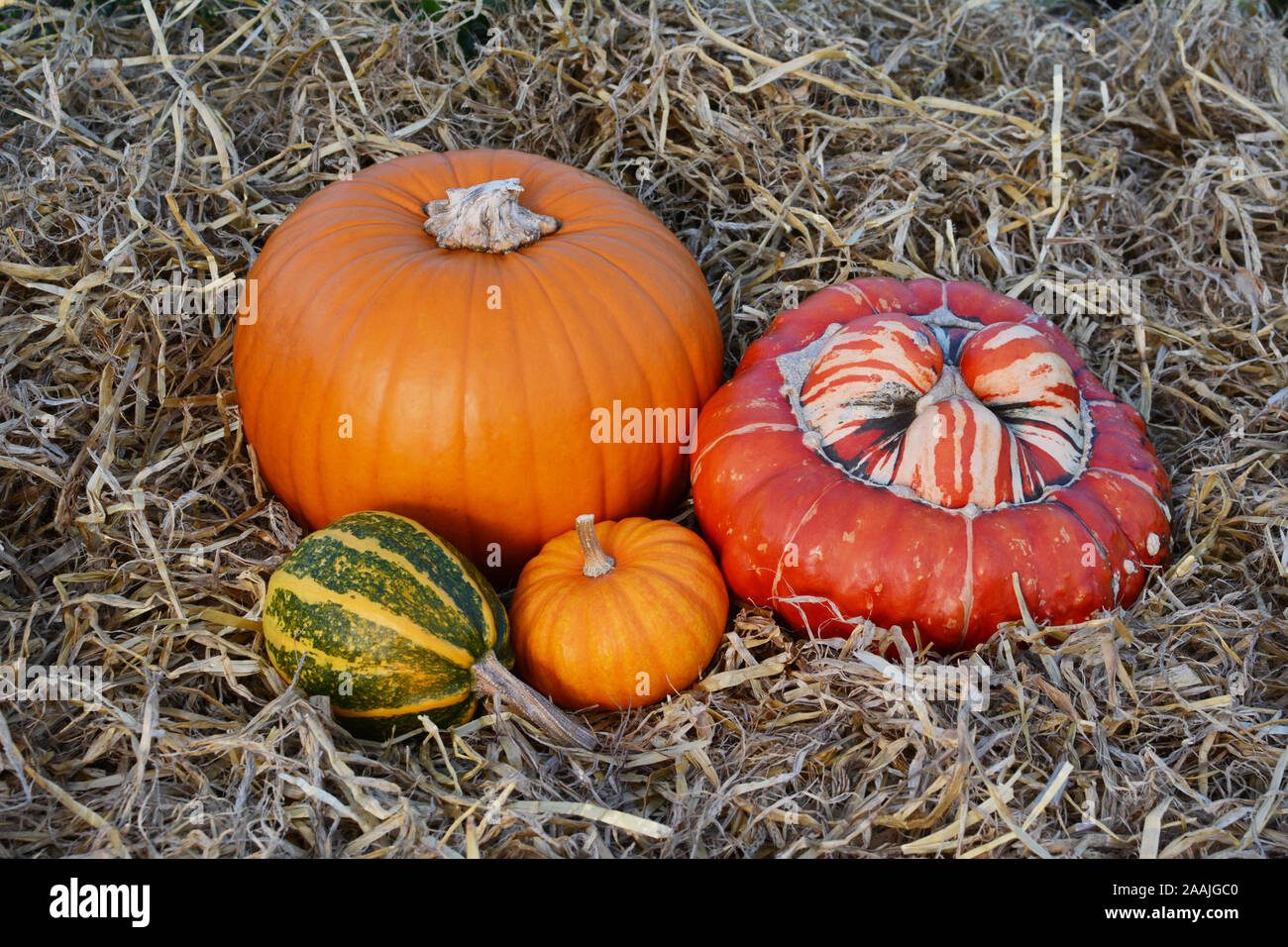 Fall gourds and squashes with orange pumpkins in an arrangement on fresh straw Stock Photo