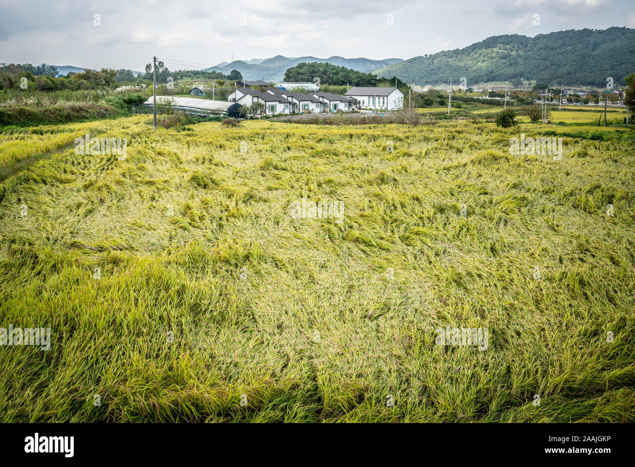 Rice field of green colour and farm in background in rural South Korea Stock Photo