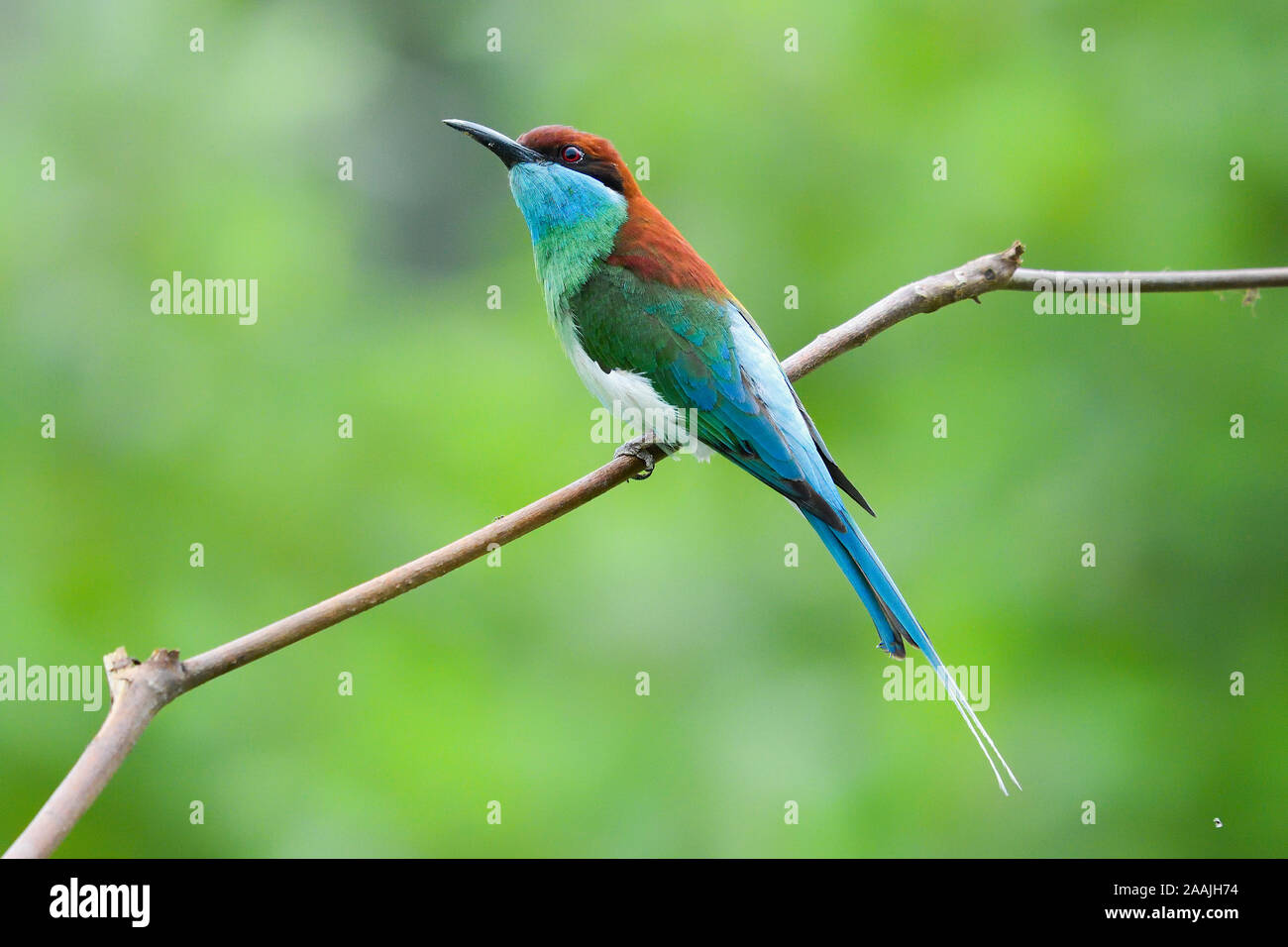 Blue-throated bee-eater (Merops viridis) hunt for foods Stock Photo