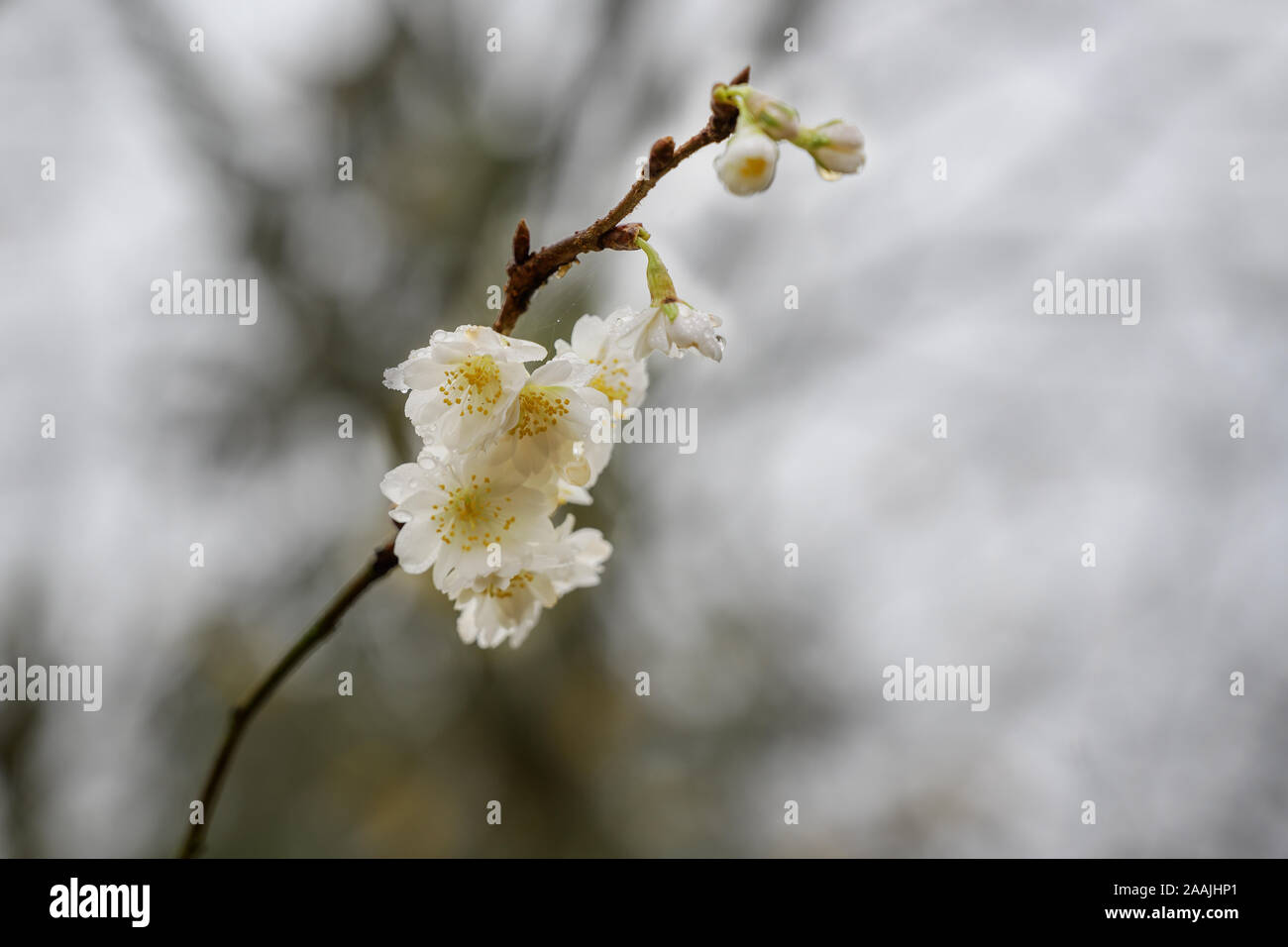 Winter Flowering Cherry Tree Hi Res Stock Photography And Images Alamy