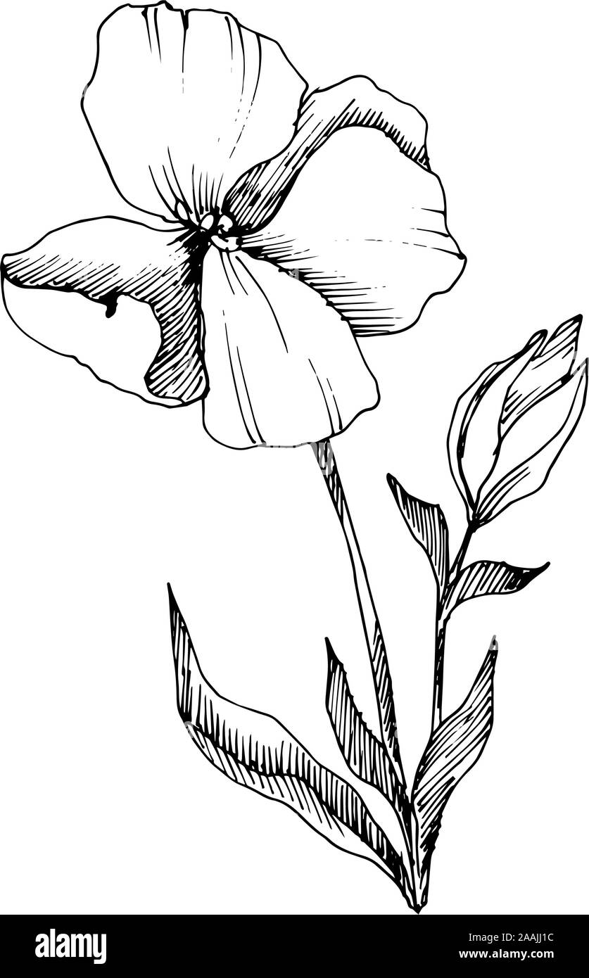 Vector Flax floral botanical flowers. Black and white engraved ink art ...