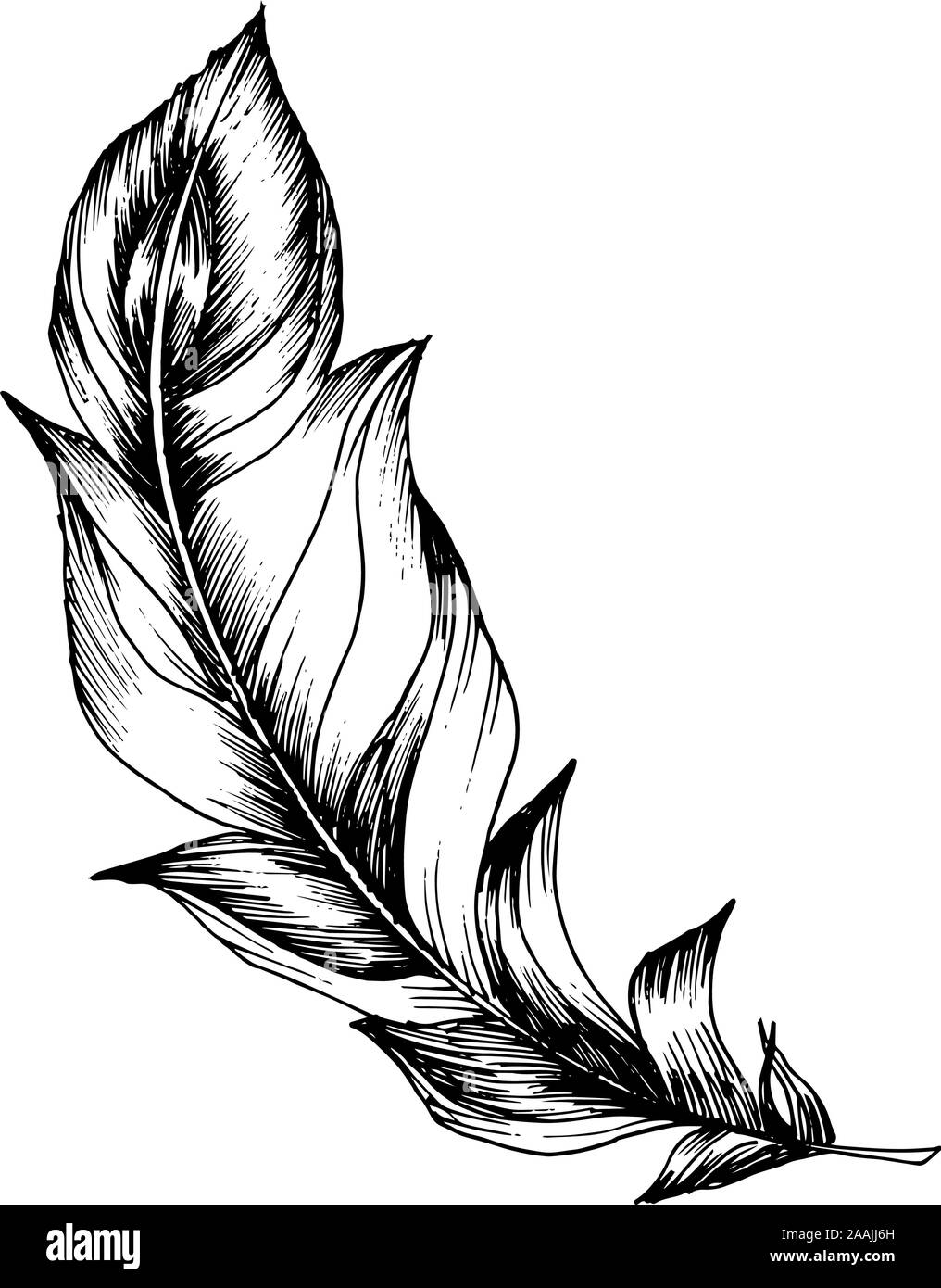 Vector Bird feather from wing isolated. Black and white engraved ink ...