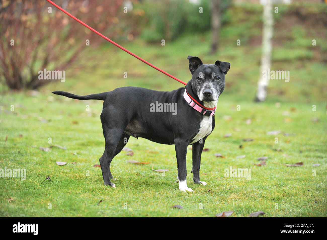 Staffie High Resolution Stock Photography And Images Alamy