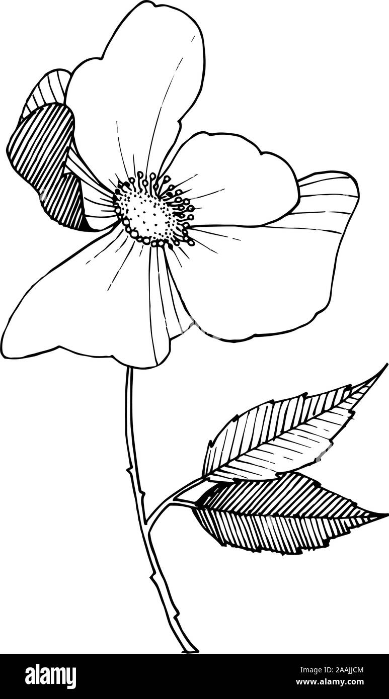 Wild rose floral botanical flower. Black and white engraved ink art. Isolated rosa illustration element. Stock Vector
