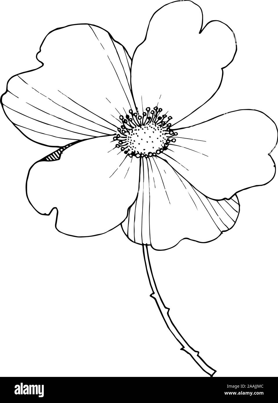Wild rose floral botanical flower. Black and white engraved ink art. Isolated rosa illustration element. Stock Vector