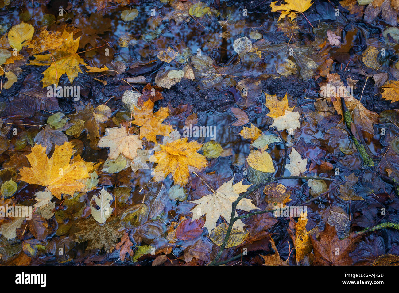Autumn leaves of maple and beech in a water puddle on the wet forest ground, seasonal background texture, high angle view from above Stock Photo