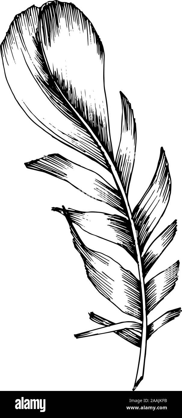 Vector Bird feather from wing isolated. Black and white engraved ink ...