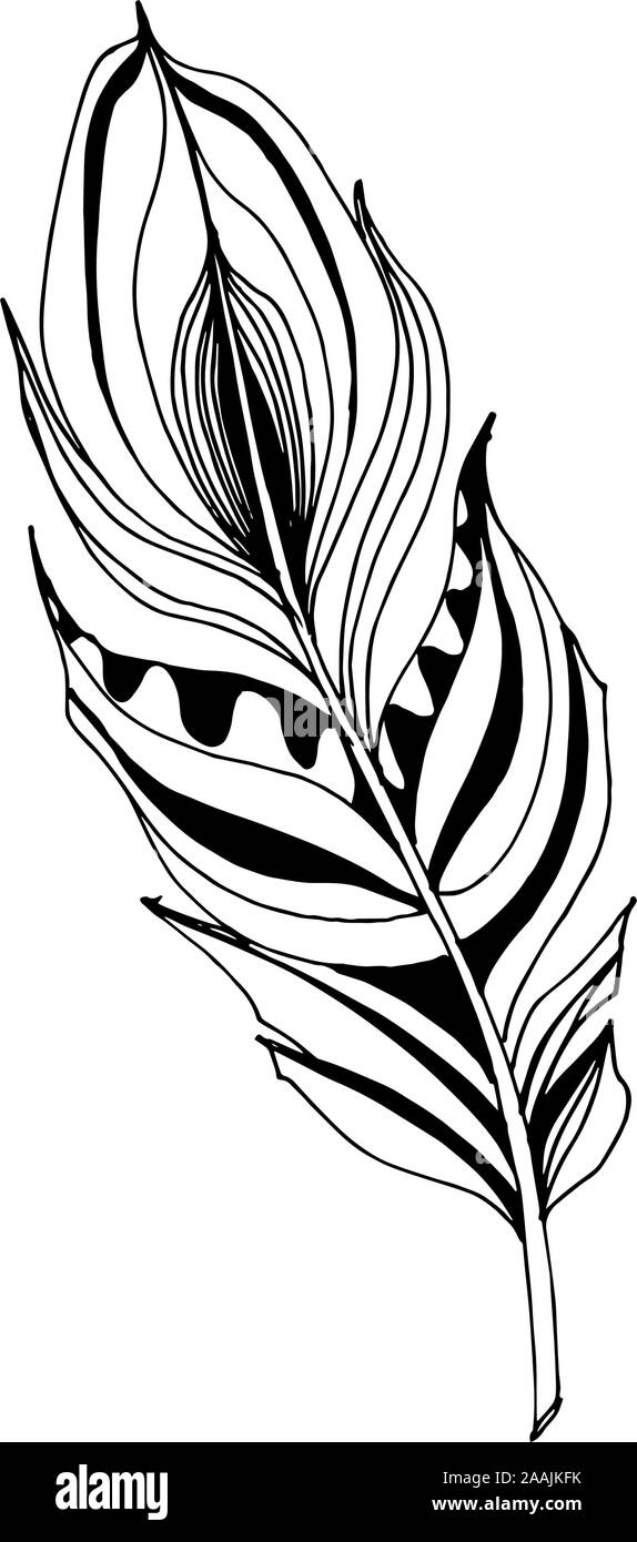Vector Bird feather from wing isolated. Black and white engraved ink ...