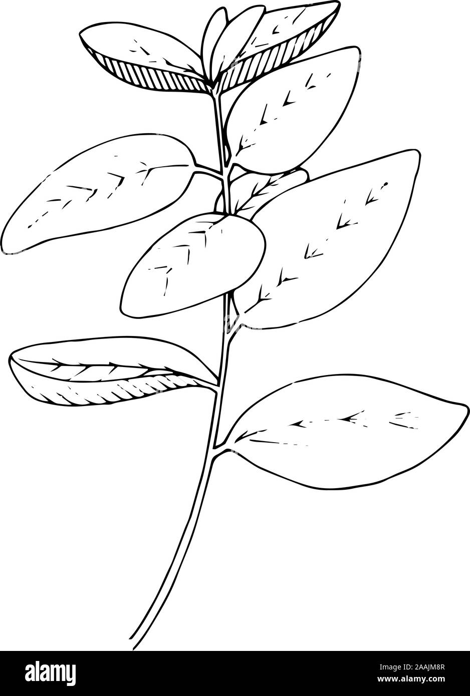 Vector Herbal garden plant. Black and white engraved ink art. Isolated herbal illustration element. Stock Vector
